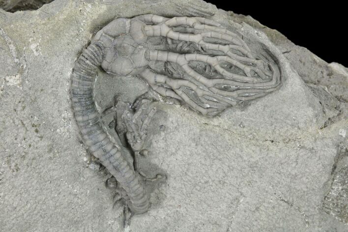 Fossil Crinoid (Cyanthocrinites) - Crawfordsville, Indiana #115083